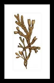 Attēlu rezultāti vaicājumam “Fucus vesiculosus”