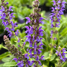 Attēlu rezultāti vaicājumam “Salvia nemorosa flower”