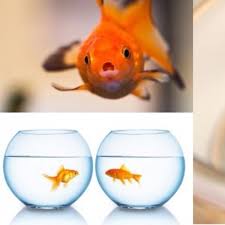 Image result for 金魚