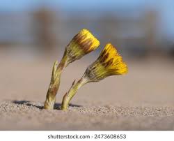 Attēlu rezultāti vaicājumam “Tussilago farfara bud”