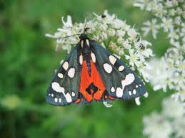 Attēlu rezultāti vaicājumam “Callimorpha dominula imago”