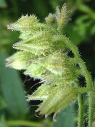 Attēlu rezultāti vaicājumam “Symphytum asperum”