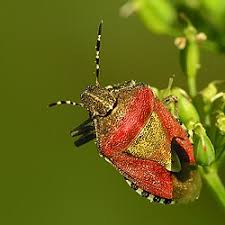 Attēlu rezultāti vaicājumam “Dolycoris baccarum”