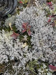Attēlu rezultāti vaicājumam “Cladonia stygia”