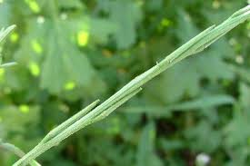 Attēlu rezultāti vaicājumam “Sisymbrium volgense”