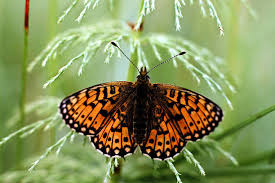 Attēlu rezultāti vaicājumam “Clossiana selene”