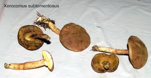 Attēlu rezultāti vaicājumam “Xerocomus subtomentosus”