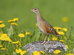 Image result for Crex crex