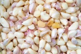 Attēlu rezultāti vaicājumam “Allium sativum fruit”