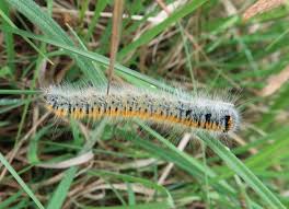 Attēlu rezultāti vaicājumam “Lasiocampa trifolii”