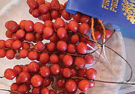 Attēlu rezultāti vaicājumam “Schisandra chinensis”