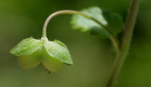 Attēlu rezultāti vaicājumam “Veronica persica fruit”