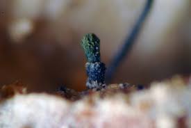 Attēlu rezultāti vaicājumam “Microcalicium disseminatum”