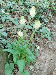 Attēlu rezultāti vaicājumam “Phyteuma spicatum”