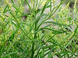 Attēlu rezultāti vaicājumam “Atriplex littoralis leaf”