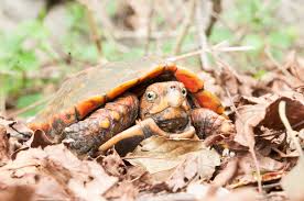 Attēlu rezultāti vaicājumam “Tortula lingulata macro”