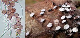 Attēlu rezultāti vaicājumam “Diderma hemisphaericum”