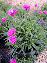 Image result for Dianthus