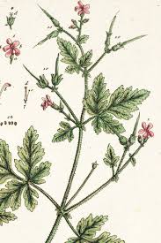 Attēlu rezultāti vaicājumam “Geranium robertianum flower”