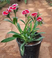 Image result for Dianthus