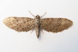 Attēlu rezultāti vaicājumam “Eupithecia icterata female”