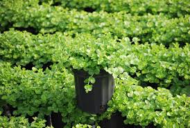 Attēlu rezultāti vaicājumam “Lysimachia nummularia”