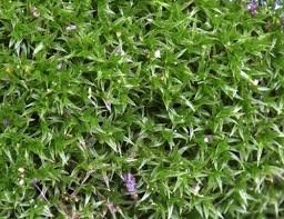 Attēlu rezultāti vaicājumam “Acrocarpous mosses”