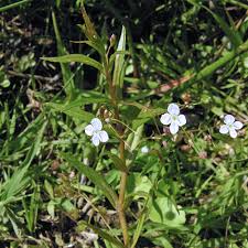 Attēlu rezultāti vaicājumam “Veronica scutellata flower”