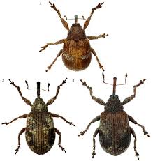 Attēlu rezultāti vaicājumam “Anthonomus phyllocola”