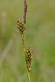 Attēlu rezultāti vaicājumam “Carex hostiana”