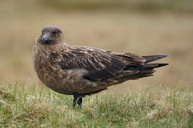 Image result for Stercorarius skua