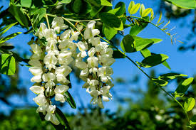 Attēlu rezultāti vaicājumam “Robinia pseudoacacia flower”