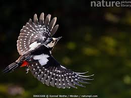 Attēlu rezultāti vaicājumam “Dendrocopos major female”