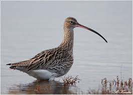 Image result for Numenius tenuirostris