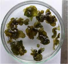 Attēlu rezultāti vaicājumam “Nostoc commune”