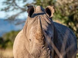 Image result for Rhyl Rhinos