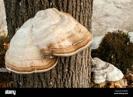 Attēlu rezultāti vaicājumam “Fomes fomentarius”