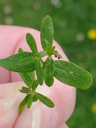 Attēlu rezultāti vaicājumam “Hypericum perforatum leaf”