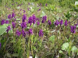 Attēlu rezultāti vaicājumam “Dactylorhiza majalis subsp. baltica leaf”