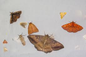 Attēlu rezultāti vaicājumam “Rhamnusium bicolor”