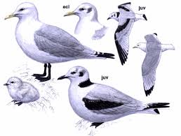 Attēlu rezultāti vaicājumam “Rissa tridactyla”