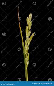 Attēlu rezultāti vaicājumam “Danthonia decumbens”