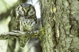 Image result for Aegolius funereus