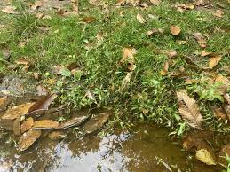 Attēlu rezultāti vaicājumam “Persicaria hydropiper leaf”