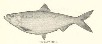 Image result for Alosa mediocris