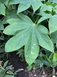 Attēlu rezultāti vaicājumam “Kalopanax septemlobus fruit”