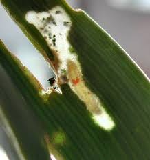 Attēlu rezultāti vaicājumam “Acrolepiopsis assectella”