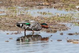 Attēlu rezultāti vaicājumam “Anas crecca male”