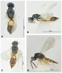 Attēlu rezultāti vaicājumam “Phyllonorycter sp.”