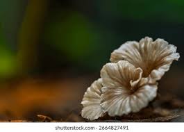 Attēlu rezultāti vaicājumam “Lichenomphalia umbellifera”